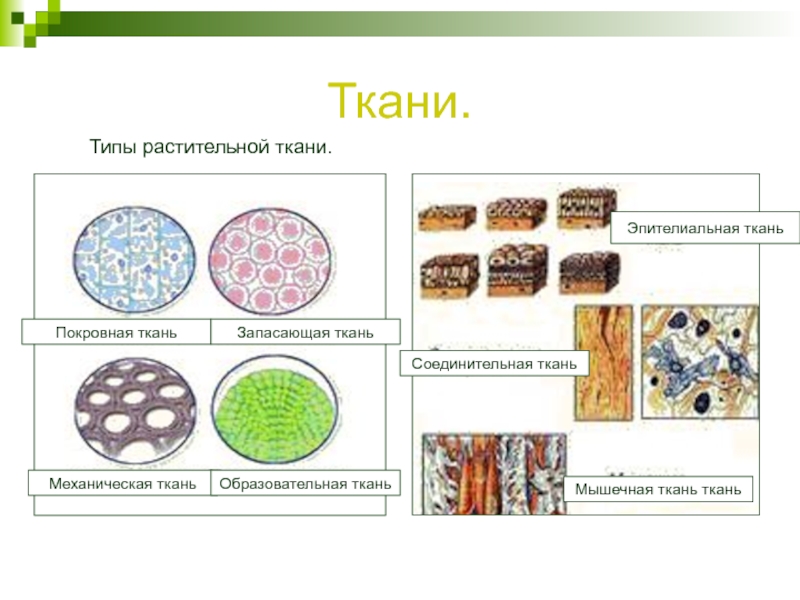 Изучение тканей биология. Биология 6 класс схема ткани животных. Ткани биология механическая покровная образовательная. Виды тканей биология рисунки. Соединительная ткань растений.