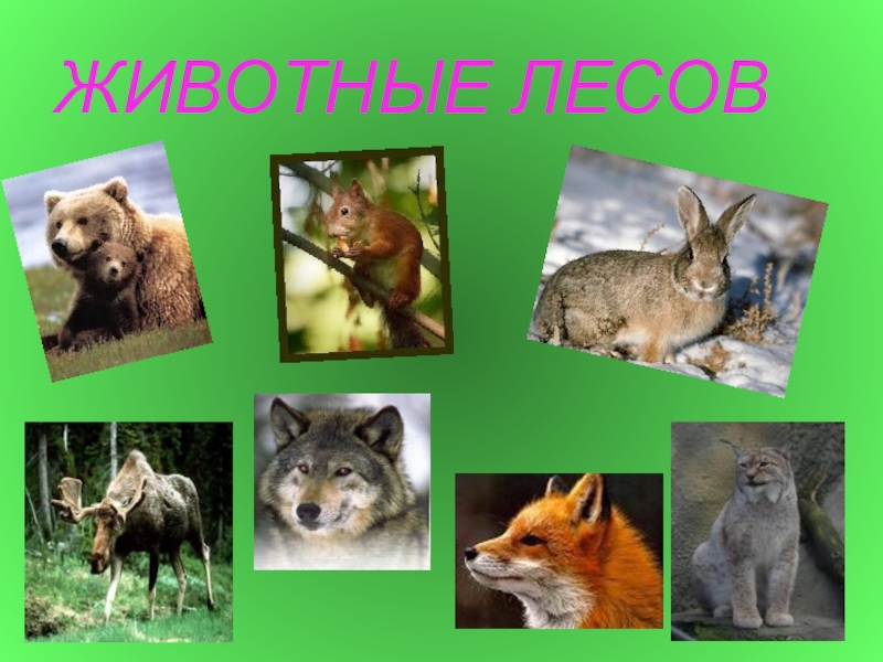 животные смешанных и широколиственных лесов в россии 4 класс. лось восточно сибирский сохатый. таёжный лось. дикие животные лесных зон. животные зоны лесов россии.