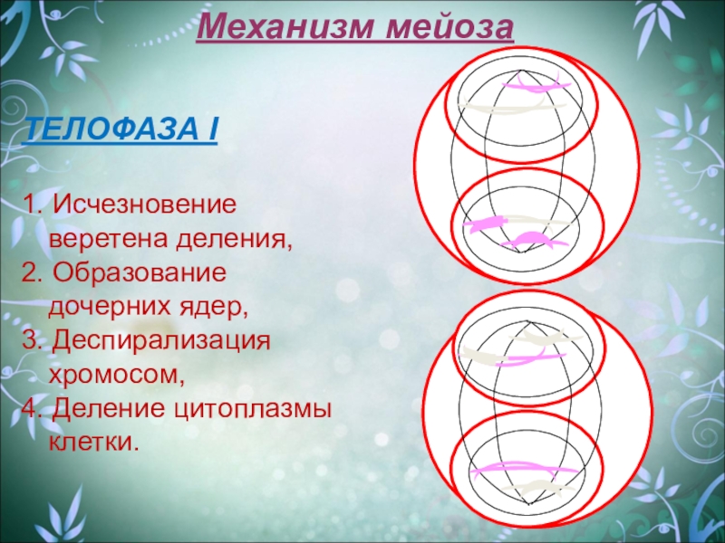 Деспирализация хромосом рисунок