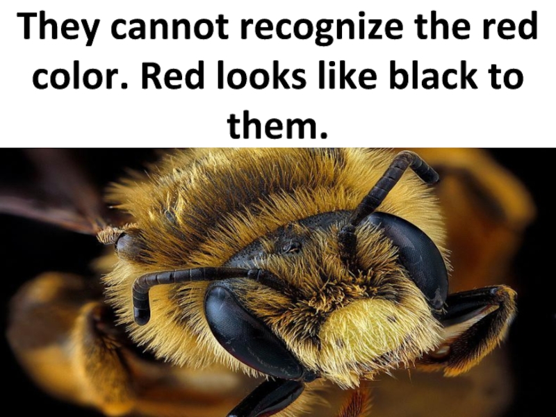 They cannot recognize the red color. Red looks like black to them.