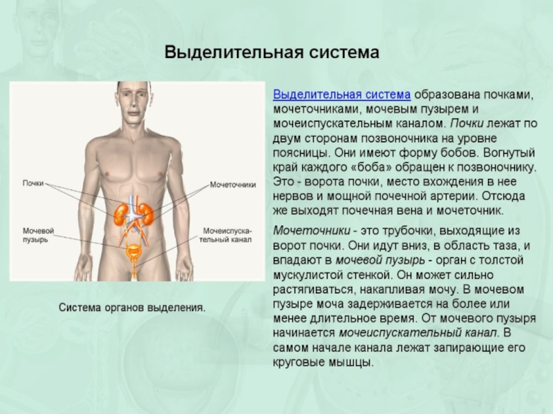 Презентация по биологии 8 класс выделительная система человека