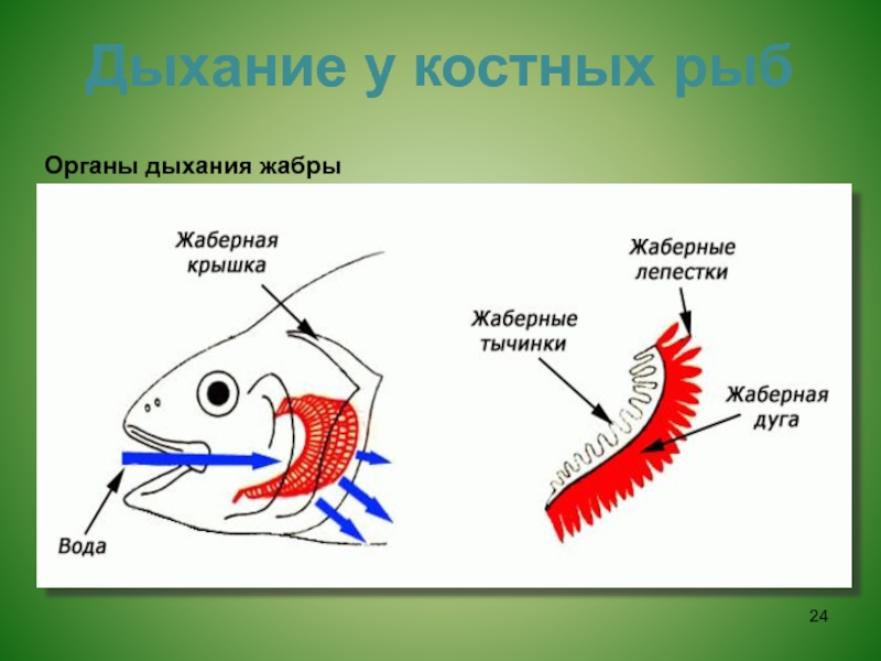 Жабры у рыбы рисунок