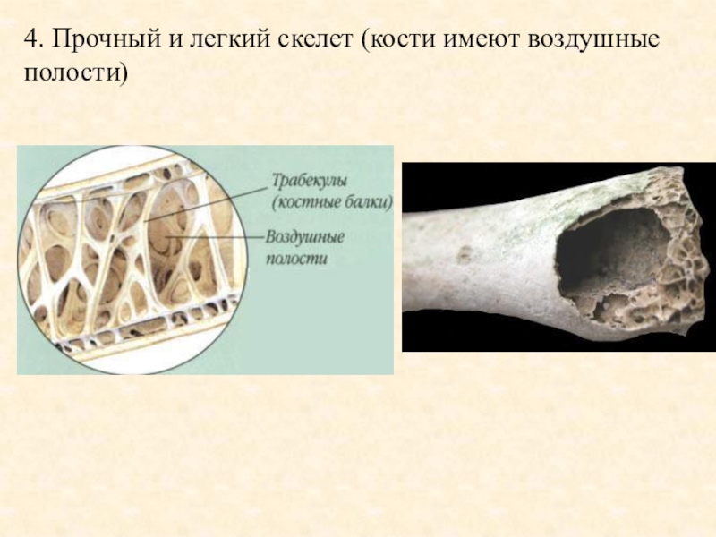 Твердая кость. Костные балки и трабекулы. Строение кости трабекулы. Полые кости. Полые кости у птиц.