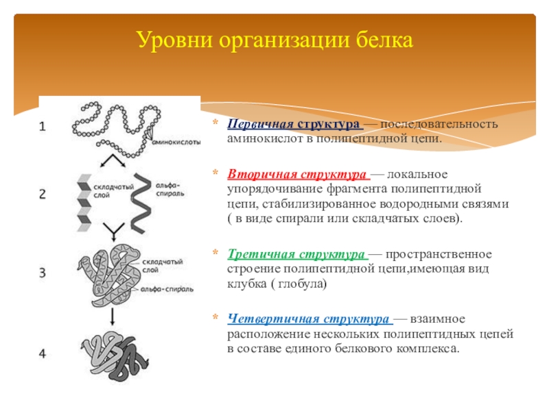 2 белки структуры белков. Белки первичная структура вторичная третичная. Связи в первичной вторичной и третичной структуре белка. Первичная структура полипептидной цепи. Вторичная структура полипептидной цепи.