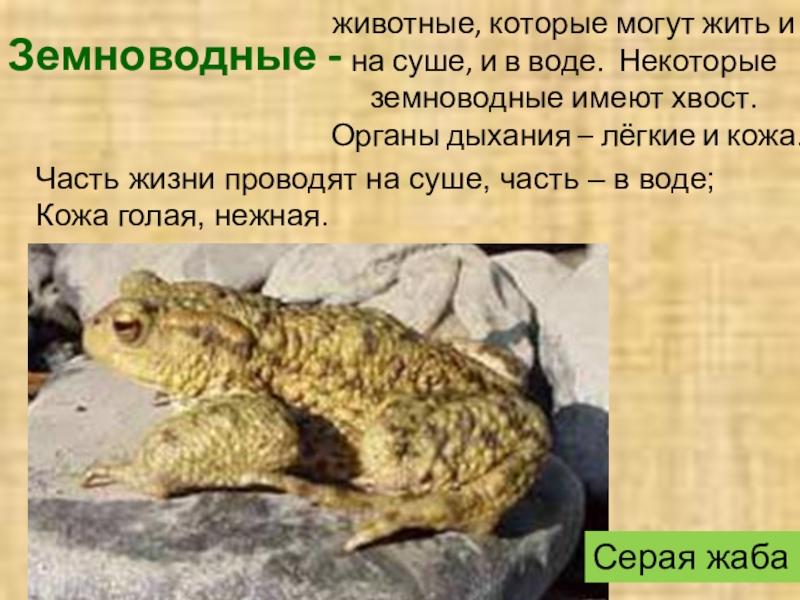 позвоночные земноводные. животные которые обитают в морях. животные обитающие в воде. разнообразие млекопитающих. животные которые живут на суше.