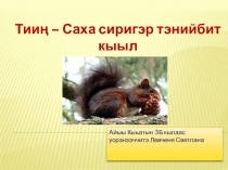 Презентация Тиин - Белка обыкновенная