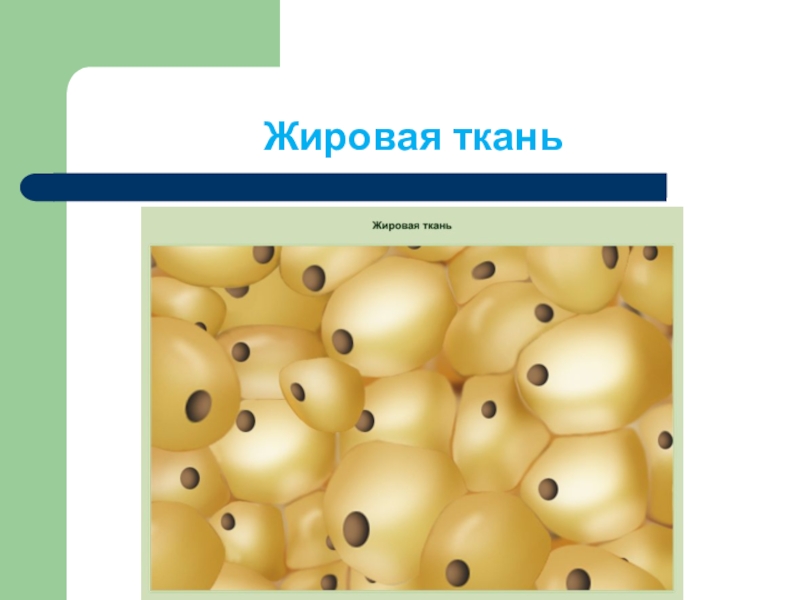 Жир ткань. Жировая ткань животных. Жировая ткань рисунок. Жировая соединительная ткань рисунок. Жировая ткань животных рисунок.