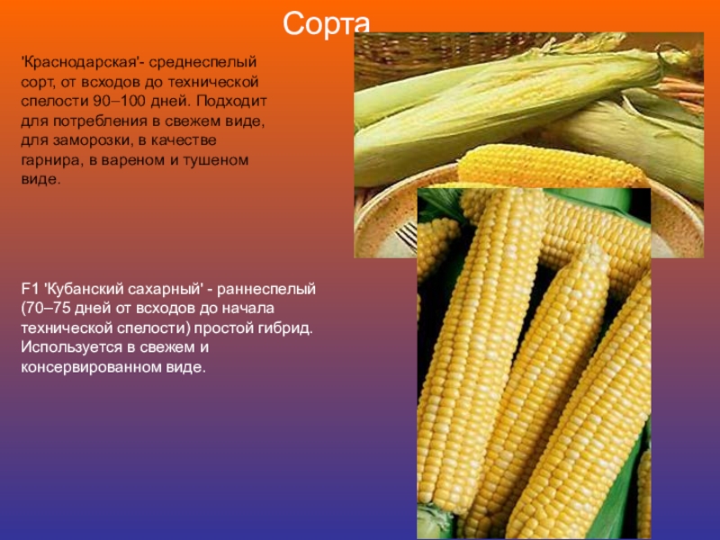Кукуруза доклад 3 класс. Кукуруза Краснодарская. Ljrkfl j rerehepr. Сообщение о кукурузе 3 класс окружающий мир. Сообщение о кукурузе 2 класс.