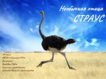 Презентация по окружающему миру 1 класс Страус