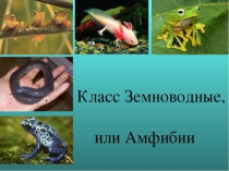 Презентация по биологии Класс земноводные 7 класс