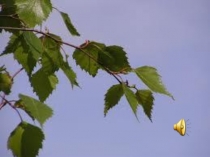 Презентация к литературно-музыкальной композиции, посвящённой С.Есенину