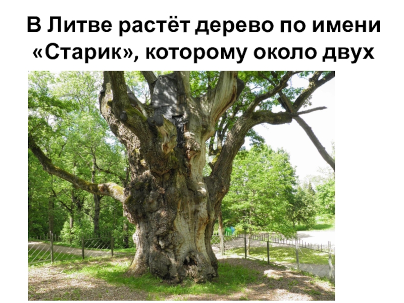Почему россия лесная держава. Дерево Европы - Стелмужский дуб. Дерево старик в Литве. Дуб Стелмужский старик. Литва дерево по имени старик.