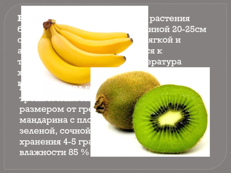 Бананы плоды травянистого растения бобовидной формы; плоды длиной 20-25см с желтой кожицей, нежной, мягкой и ароматной мякотью;