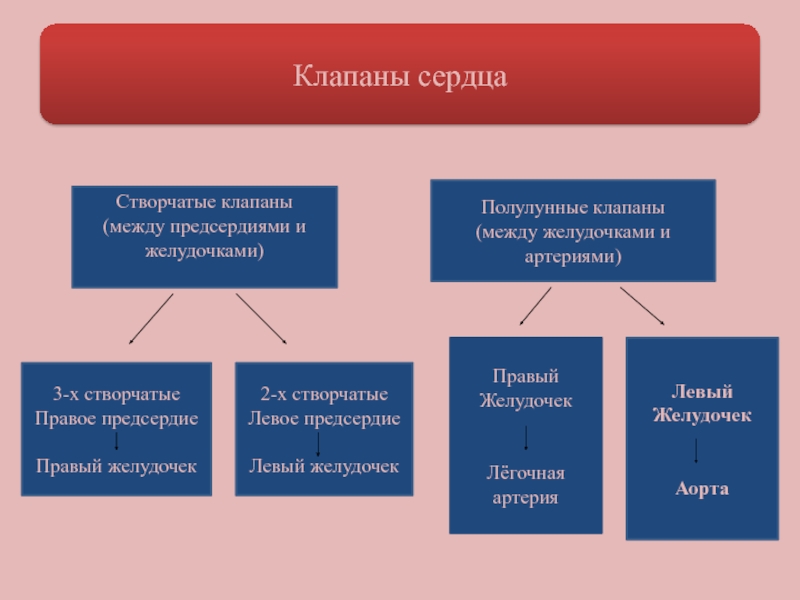 Какую функцию выполняют створчатые клапаны