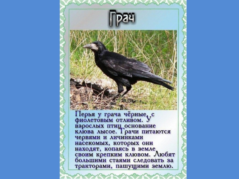 Ворона 1 класс. Интересные факты о перелетных птицах для дошкольников. Интересное о перелетных птицах для детей. Перелетные птицы интересные факты для детей. Интересные факты из жизни перелетных птиц для дошкольников.