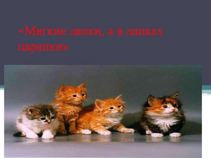 мягкие лапки а в лапках царапки