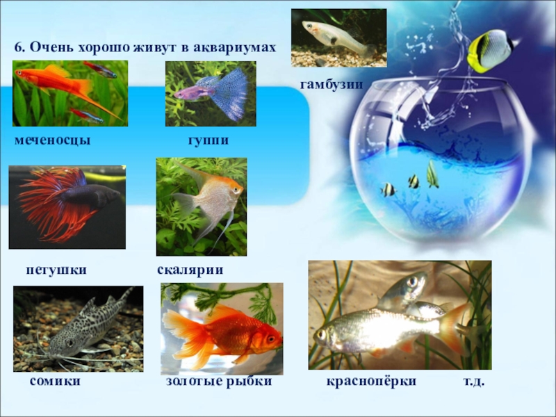 Аквариумные рыбки для дошкольников фото и описание