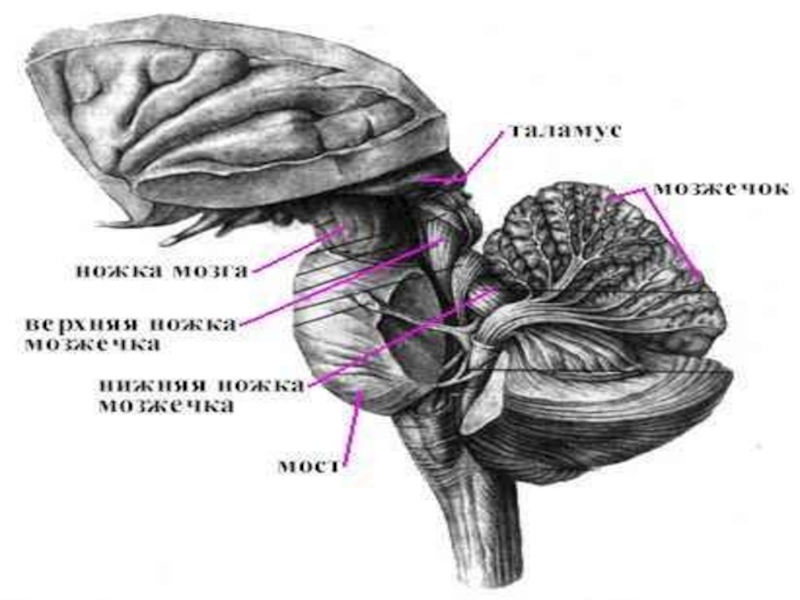 Что входит в состав заднего мозга. Мозжечок анатомия мозга. Задний мозг мозжечок. Ствол головного мозга и мозжечок. Мозжечок вид сбоку.