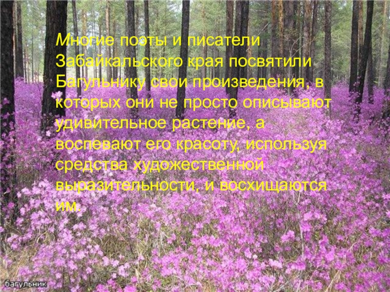 Забайкалье презентация. Стих про багульник. Произведения о природе писателей Забайкальского края. Забайкальские Писатели о природе. Писатели и поэты Забайкальского края.