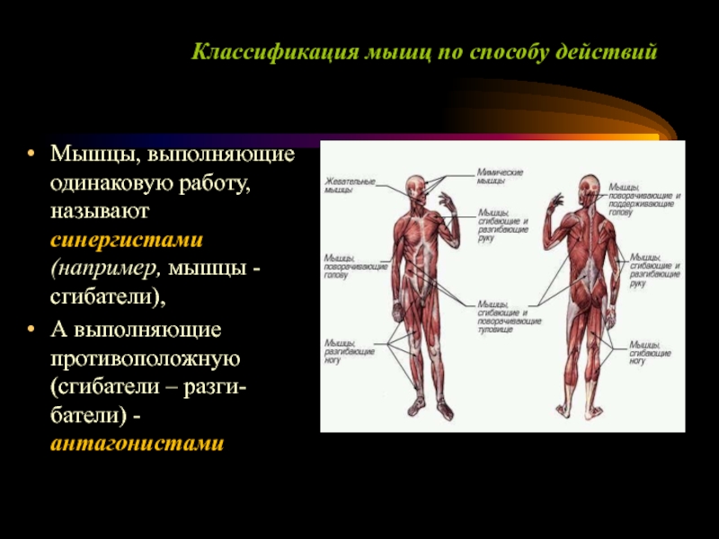 Функция каждой мышцы. Мышечная система человека 8 класс биология. Основные группы мышц биология 8 класс. Строение мышц конспект 8 класс биология. Мышцы туловища и конечностей 8 класс биология.