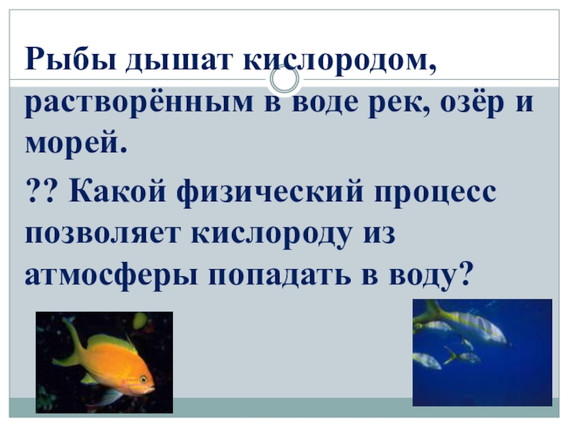 Известно что кислород может растворяться в воде. Рыбы дышат кислородом. Рыбы дышат в воде. Рыбы дышащие атмосферным кислородом. Дышат рыбы кислородом. В воде.