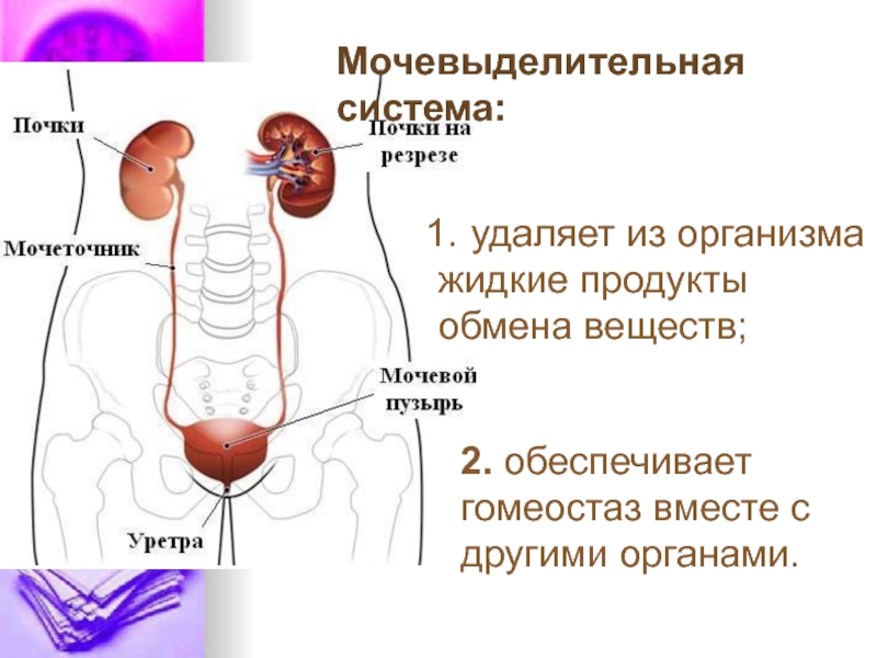 На рисунке 89 найдите органы мочевыделительной системы и проследите путь мочи от почек