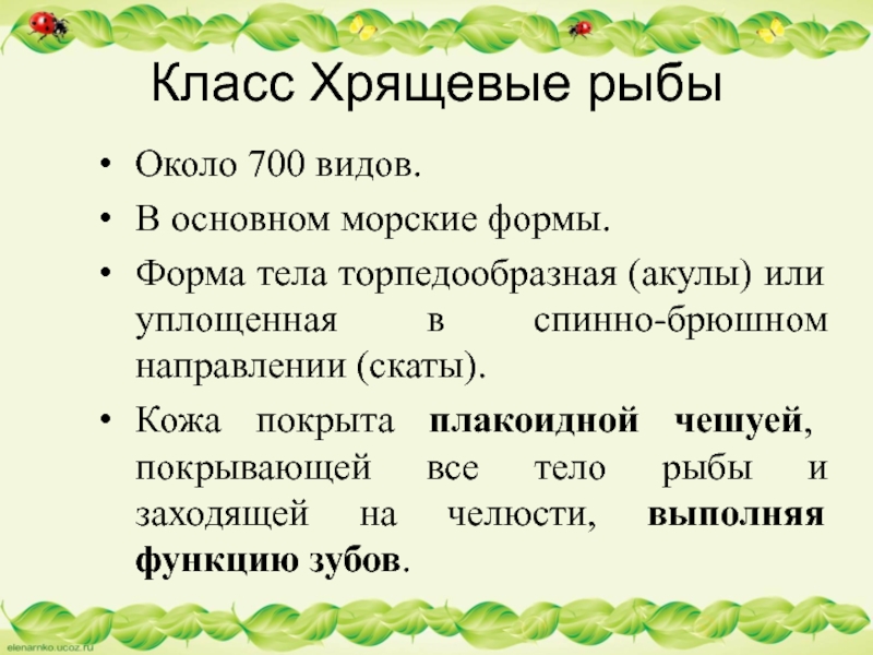 Класс Хрящевые рыбыОколо 700 видов. В основном морские формы. Форма тела торпедообразная (акулы) или уплощенная в спинно-брюшном