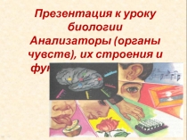 Презентация Анализаторы к уроку биологии в 8 классе
