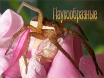 Презентация по теме Класс паукообразные.