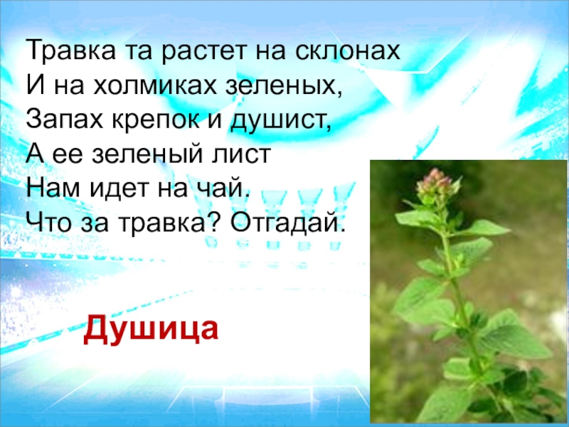 Вырасти тома. Травка та растет на склонах и на холмиках. Тоавка торостет на склонах. Травка та растет на склонах и на холмиках зеленых запах крепок. Отгадки травка не растет на склонах и на холмиках зеленых.