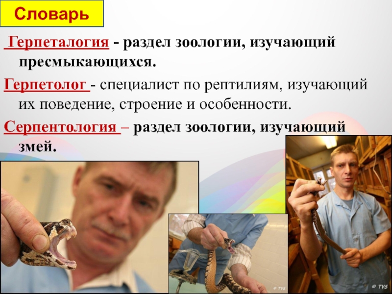 наука изучающая пресмыкающихся и земноводных. герпетология это. ящерицы на кипре. герпетология разделы зоологии. ветеринарная герпетология книга.