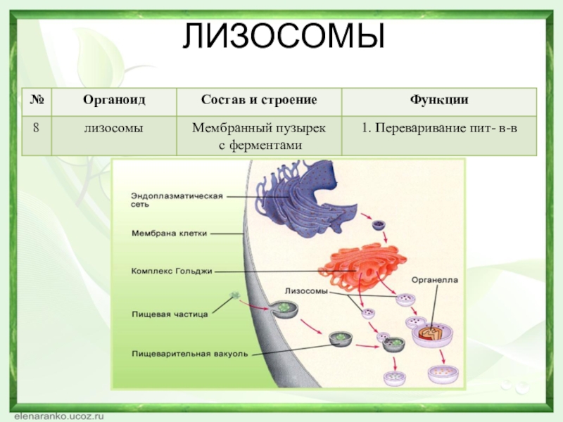 Пищеварительный органоид клетки. Лизосомы строение и функции. Лизосома функции органоида. Строение органоида лизосомы. Строение и состав лизосом.