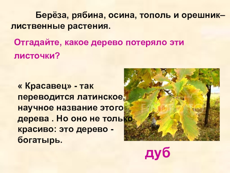 Текст лиственные растения. Лиственные деревья осина. Осина лиственное растение. Презентация на тему дерево орешник. Осина описание.
