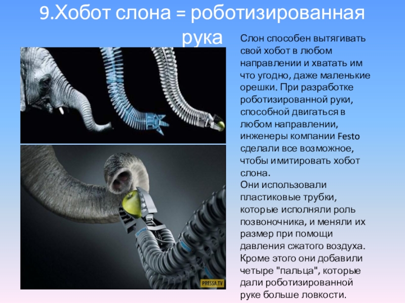 Возникновение хобота у слона можно объяснить. Хобот слона и роботизированная рука. Строение хобота. Роботизированная рука хобот. Бионика хобот слона.