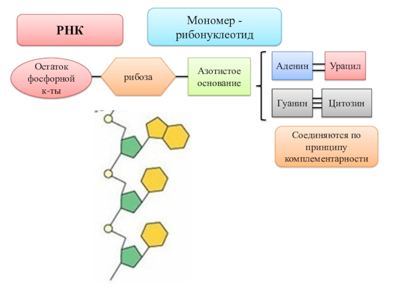 Мономером рнк является. Строение мономера РНК. Состав мономера РНК. Структура мономера РНК. Схема мономера РНК.