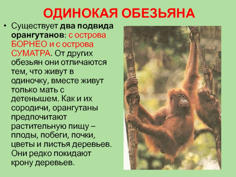 Что ты знаешь об обезьянах 3