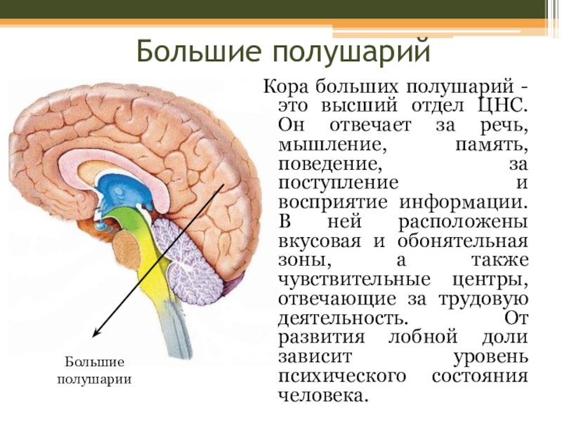 Строение головного мозга презентация строение и функции