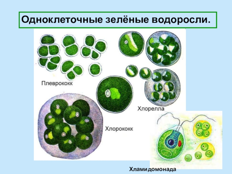 Назовите одноклеточные водоросли