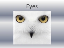 Презентация к проектной работе по английскому языку  Eyes.