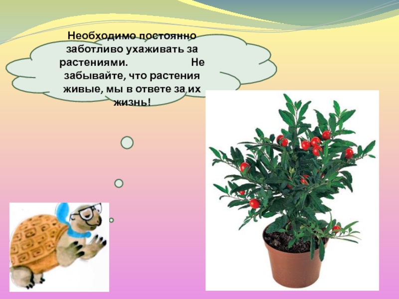 Домашние растения названия. Для чего нужен хлорофилл растениям. Вода и растения. Свет для растений в презентацию. Условия для роста комнатных растений.