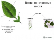 Презентация по биологии на тему Лист