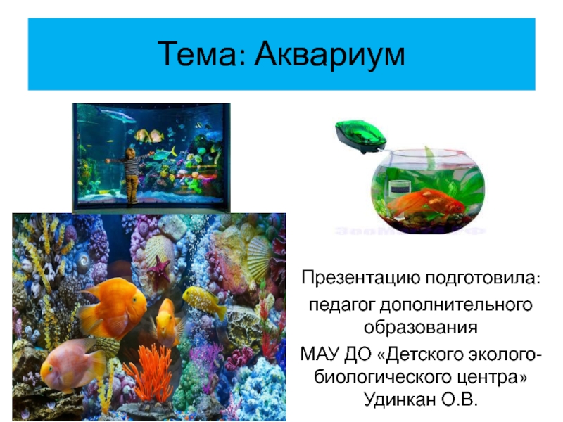 Презентация Аквариум. Разнообразие рыб, животных живущих в аквариуме.