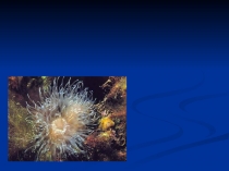 Морские кишечнополостные