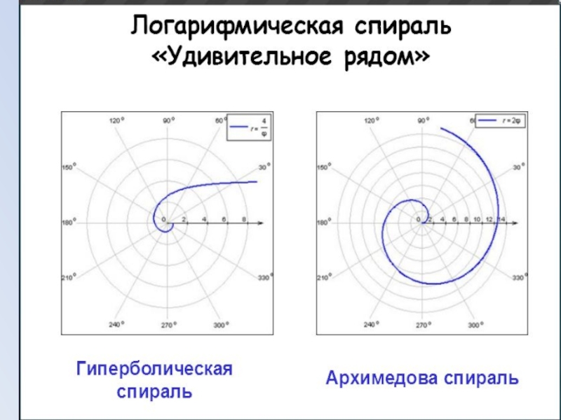 Логарифмическая спираль проект