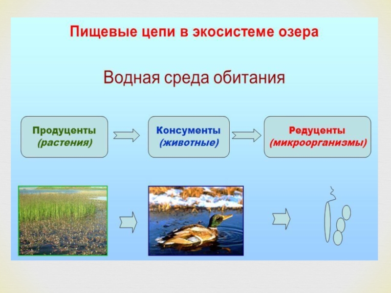 Городская экосистема презентация