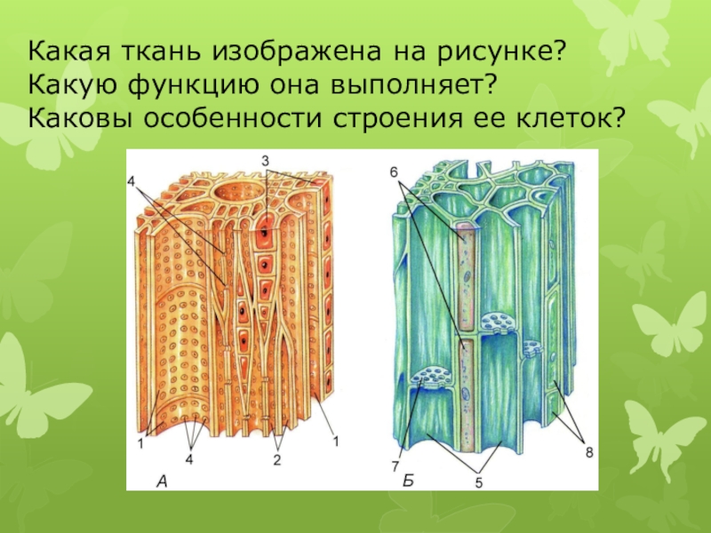 Назовите изображенные на рисунке ткани. Ткань в клетку. Проводящая ткань. Какие ткани изображены на картинке. Проводящая ткань рисунок.