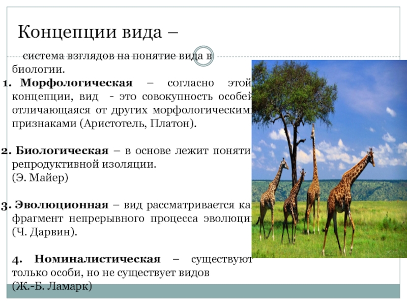 Биологический вид. Концепции вида в биологии. Концепция вида. Морфологическая концепция вида. Основные концепции вида.