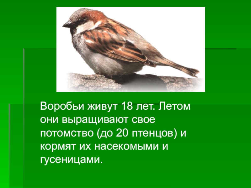 Жив жив воробей. Воробей живет. Где живут воробьи. Где обитает Воробей. Как живут воробьи.