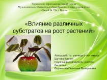 Презентация научно - исследовательской работы Влияние различных субстратов на рост растений