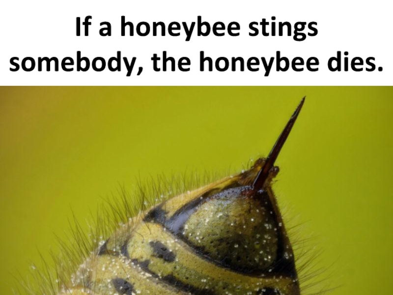 If a honeybee stings somebody, the honeybee dies.